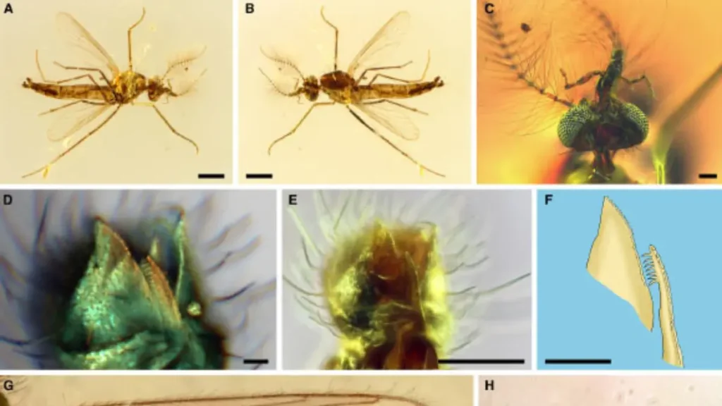 Libanoculex intermedius: Early Cretaceous mosquito discovery in Lebanese amber | Science news